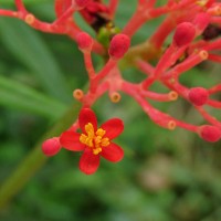 Jatropha multifida L.